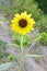 Sunflower growing in wilderness