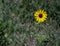 Sunflower grows along a fence