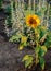 Sunflower grows on flowerbed