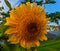 This is a sunflower that grows in my neighbor& x27;s yard. the color is very beautiful deep yellow.