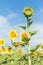 Sunflower growth and blooming in field