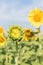 Sunflower growth and blooming in field