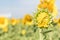 Sunflower growth and blooming in field