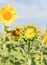 Sunflower growth and blooming in field