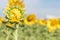 Sunflower growth and blooming in field