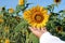 Sunflower in hand. Person touch the sunflower plant in field. Bed of sunflowers on green environment garden background.