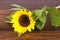 Sunflower on hardwood oak shelf