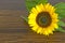 Sunflower on hardwood oak shelf