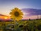 Sunflower harvest field over sunset sky background. Single late flowering plant among the crop of sunflower in a golden autumn