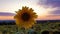 Sunflower harvest field over sunset sky background. Single late flowering plant among the crop of sunflower in a golden autumn eve