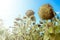 Sunflower harvest, riped sunflowers in the field