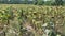 Sunflower harvest on a summer field in the village