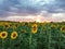 Sunflower harvest on sunset time background