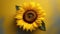 Sunflower head against yellow background