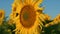 Sunflower head blooming sunlight at blue sky closeup. Beautiful yellow flower