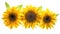 Sunflower head isolated white background flower