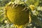 Sunflower head with ripe seeds. Growing oilseeds in an agricultural field