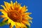 Sunflower head\'s close up