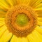 Sunflower head, showing the numerous disk flowers in the centre