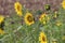 Sunflower heads glowing rays of sunshine