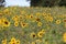 Sunflower heads glowing rays of sunshine