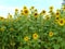 sunflower or Helianthus annuus