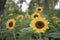 Sunflower or helianthus annuus is annual plant in garden