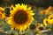 sunflower helianthus annuus in the field at dusk close up of fresh growing backlit by light setting sun august poland