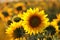 sunflower helianthus annuus in the field at dusk close up of growing backlit by light setting sun august poland