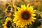 sunflower helianthus annuus in the field at dusk close up of growing backlit by light setting sun august poland