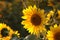 sunflower helianthus annuus in the field at dusk close up of growing backlit by light setting sun august poland