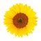 Sunflower (Helianthus annuus) isolated