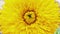 Sunflower Helianthus annuus Teddy Bear