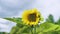 Sunflower Helianthus annuus in the wind.