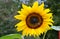 Sunflower Helianthus annuus, yellow flower with honey bee