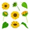 Sunflower or Helianthus as Annual Flowering Plant with Round Flower Head Vector Set