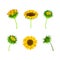 Sunflower or Helianthus as Annual Flowering Plant with Round Flower Head Vector Set