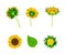 Sunflower or Helianthus as Annual Flowering Plant with Round Flower Head Vector Set