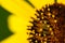 Sunflower - Helianthus petiolaris