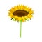 Sunflower or Helianthus on Stem as Annual Flowering Plant with Round Flower Head Vector Illustration