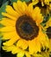 Sunflower in a Honduras Market display