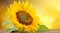 Sunflower on horizontal blur background with copy space