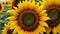 Sunflower on horizontal blur background with copy space