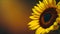 Sunflower on horizontal blur background with copy space