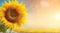 Sunflower on horizontal blur background with copy space