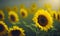 Sunflower on horizontal blur background with copy space