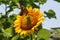 Sunflower hosts pollinators on a sunny summer day