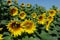 Sunflower Hungarian field, Beautiful sunflower