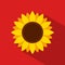 Sunflower icon in flat style with long shadow on red background.