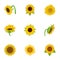 Sunflower icons set, cartoon style